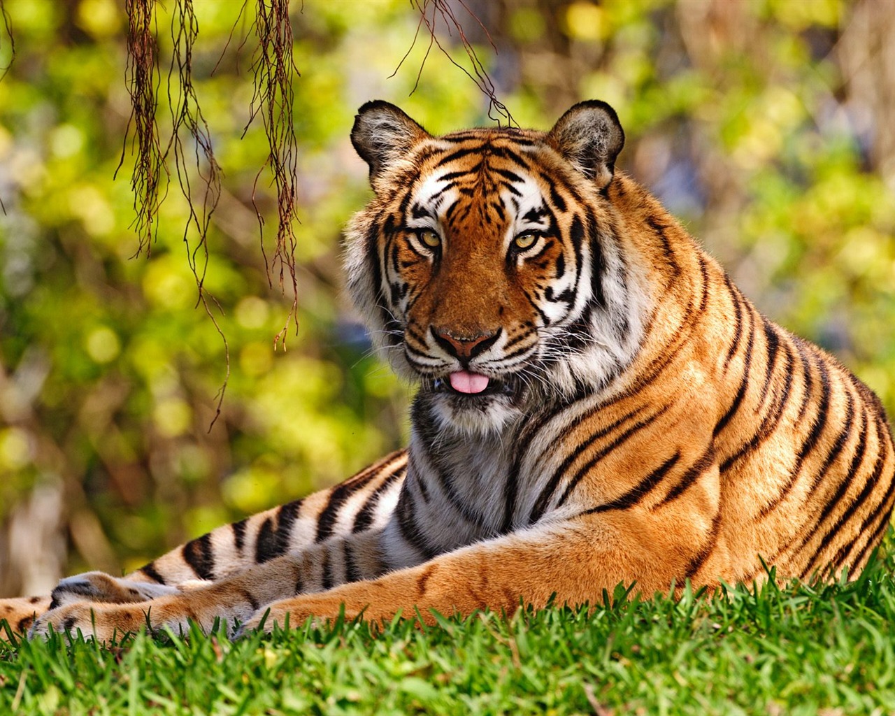 Tiger Photo Wallpaper (3) #10 - 1280x1024