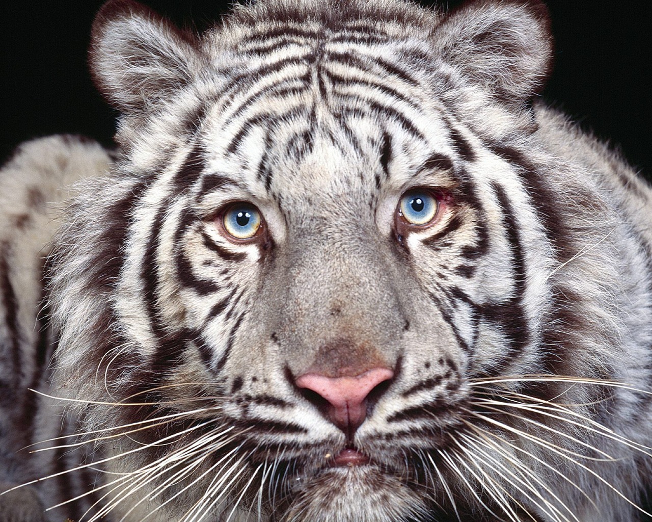 Fond d'écran Tiger Photo (3) #12 - 1280x1024
