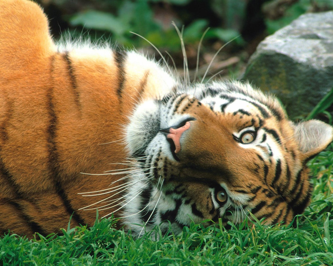 Fond d'écran Tiger Photo (3) #16 - 1280x1024