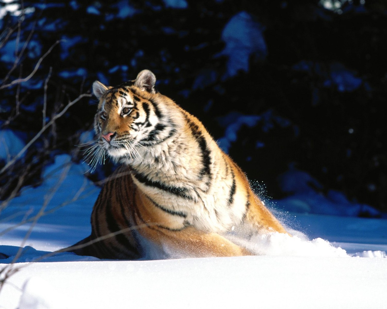 Tiger Photo Wallpaper (3) #19 - 1280x1024