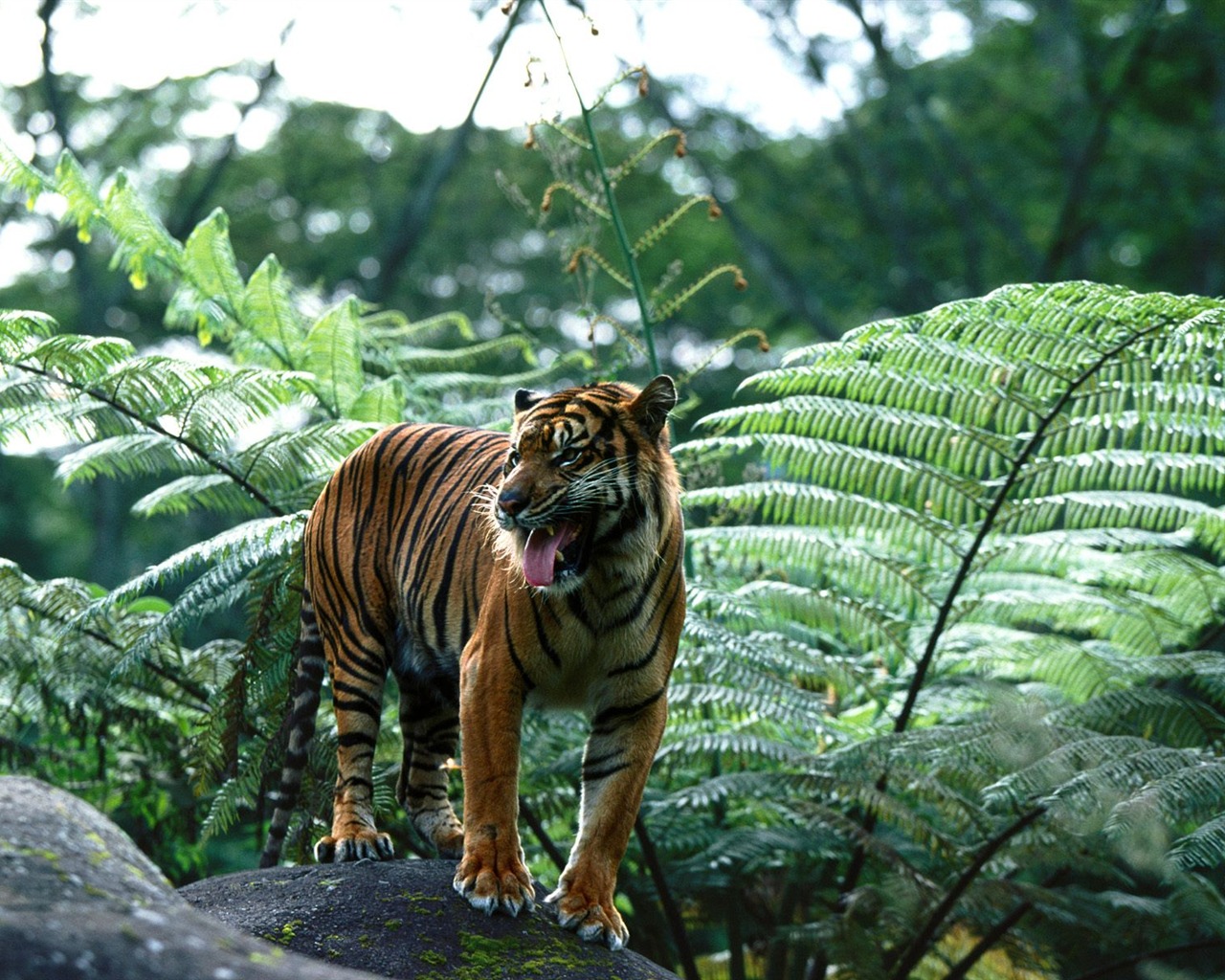 Tiger Photo Wallpaper (3) #20 - 1280x1024