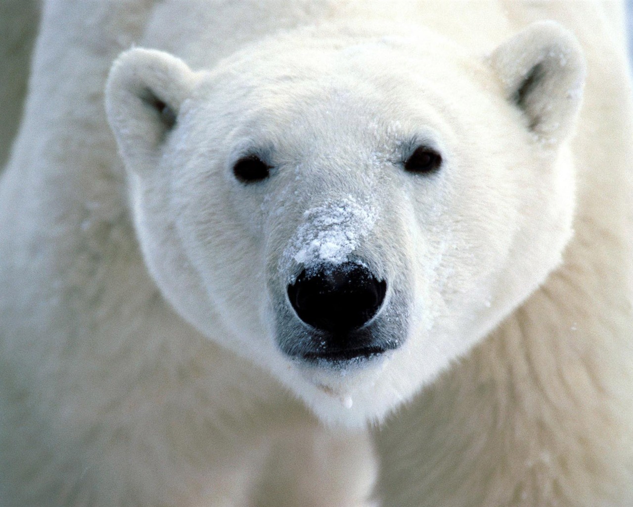 El oso polar Foto Wallpaper #1 - 1280x1024