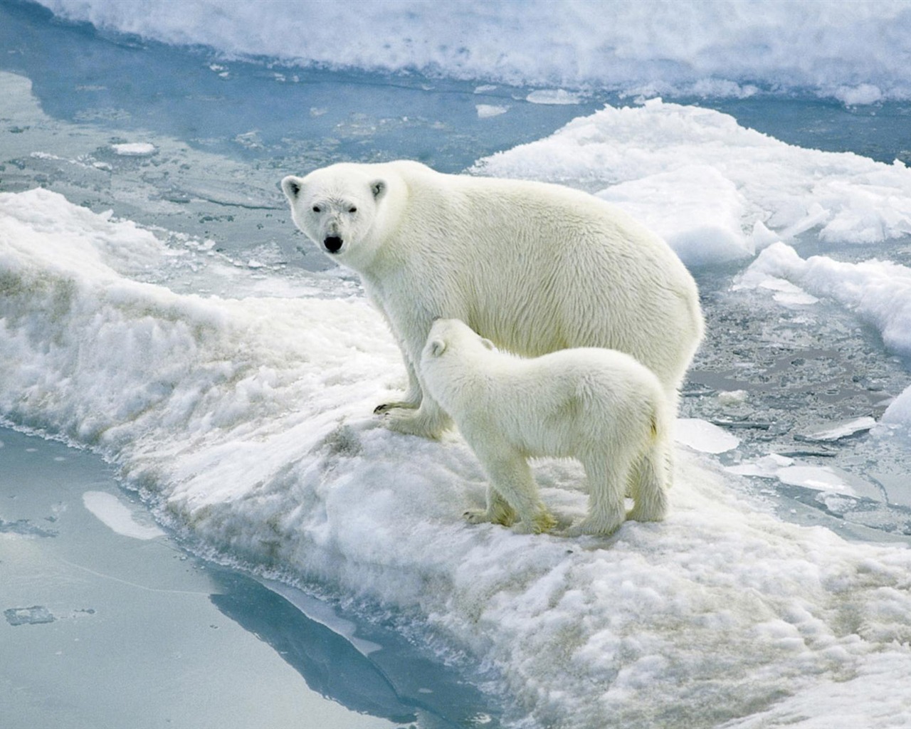 El oso polar Foto Wallpaper #2 - 1280x1024