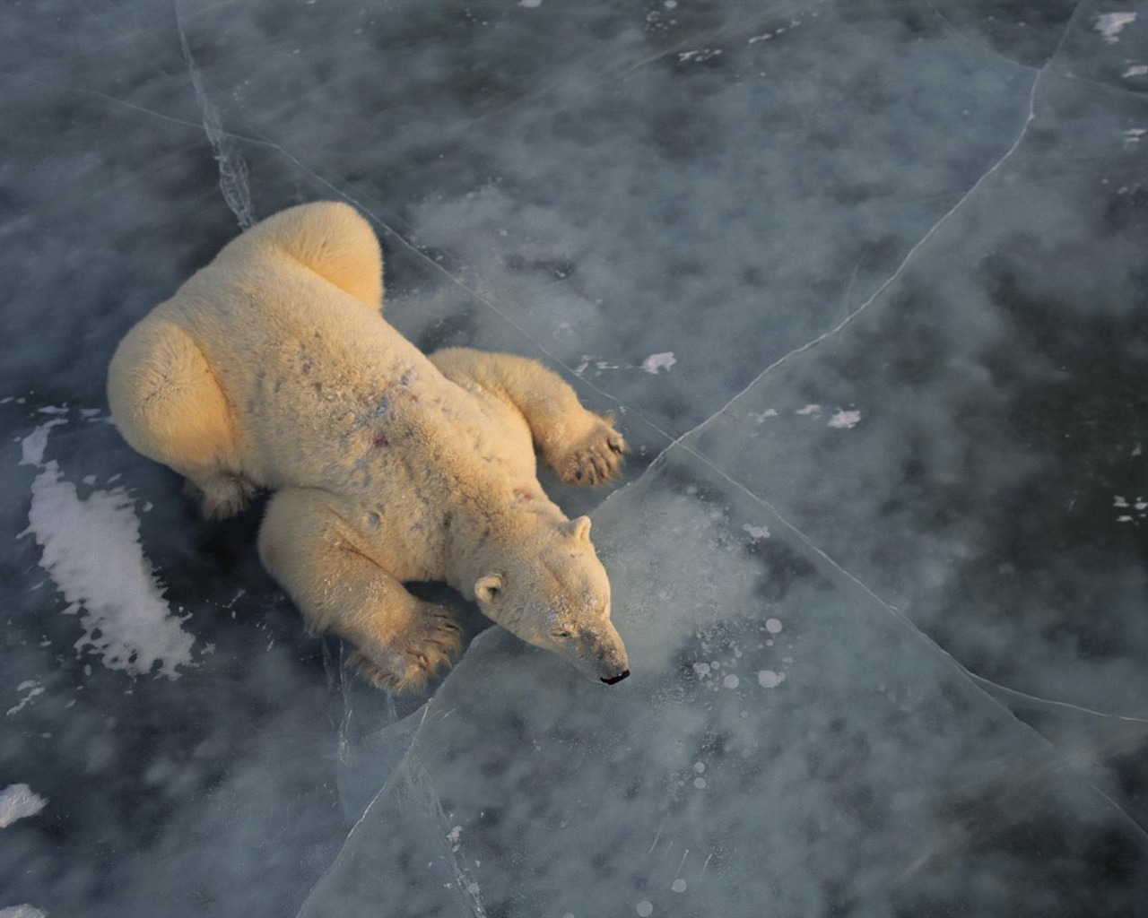 北极熊写真壁纸3 - 1280x1024