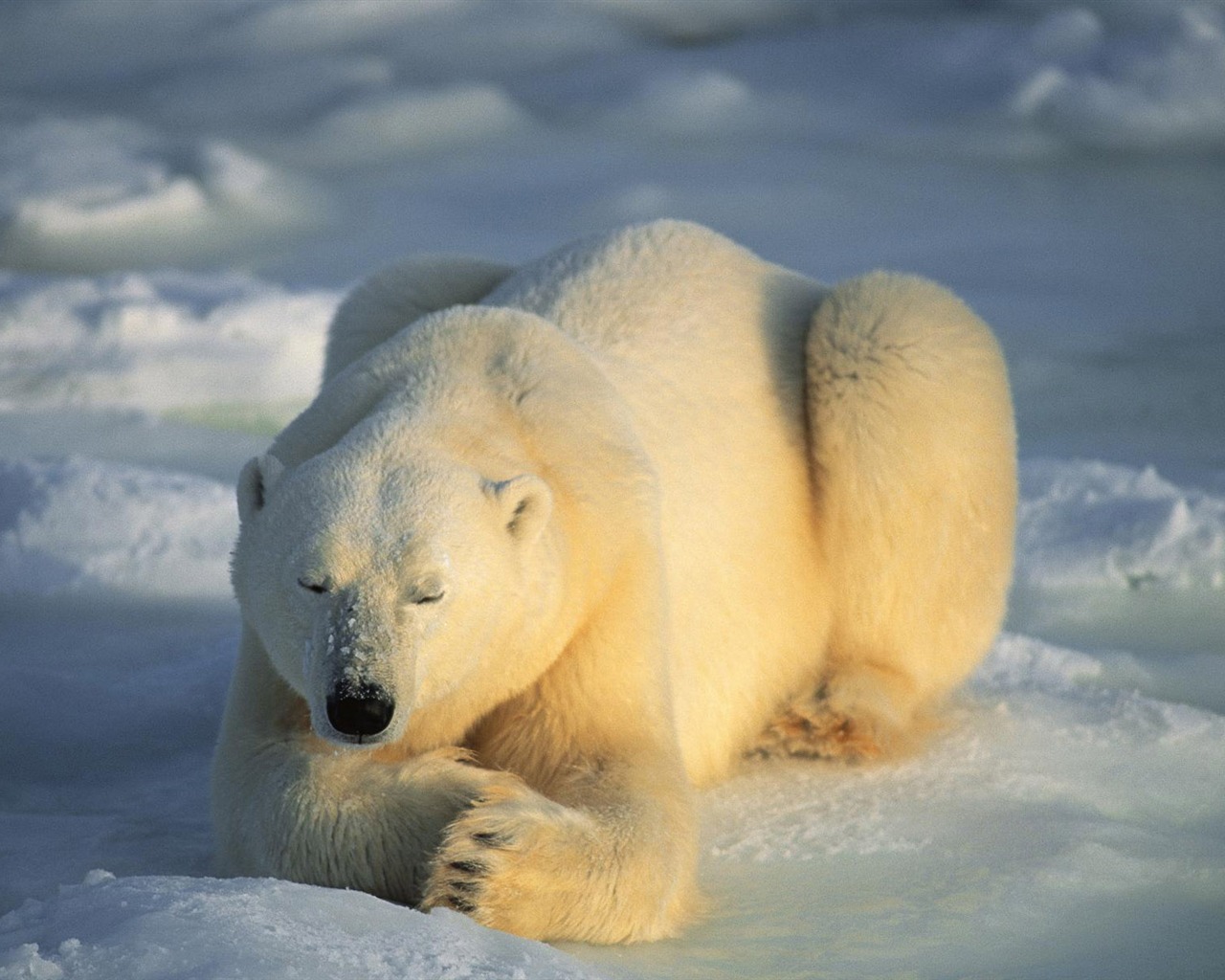 Polar Bear Photo Wallpaper #4 - 1280x1024