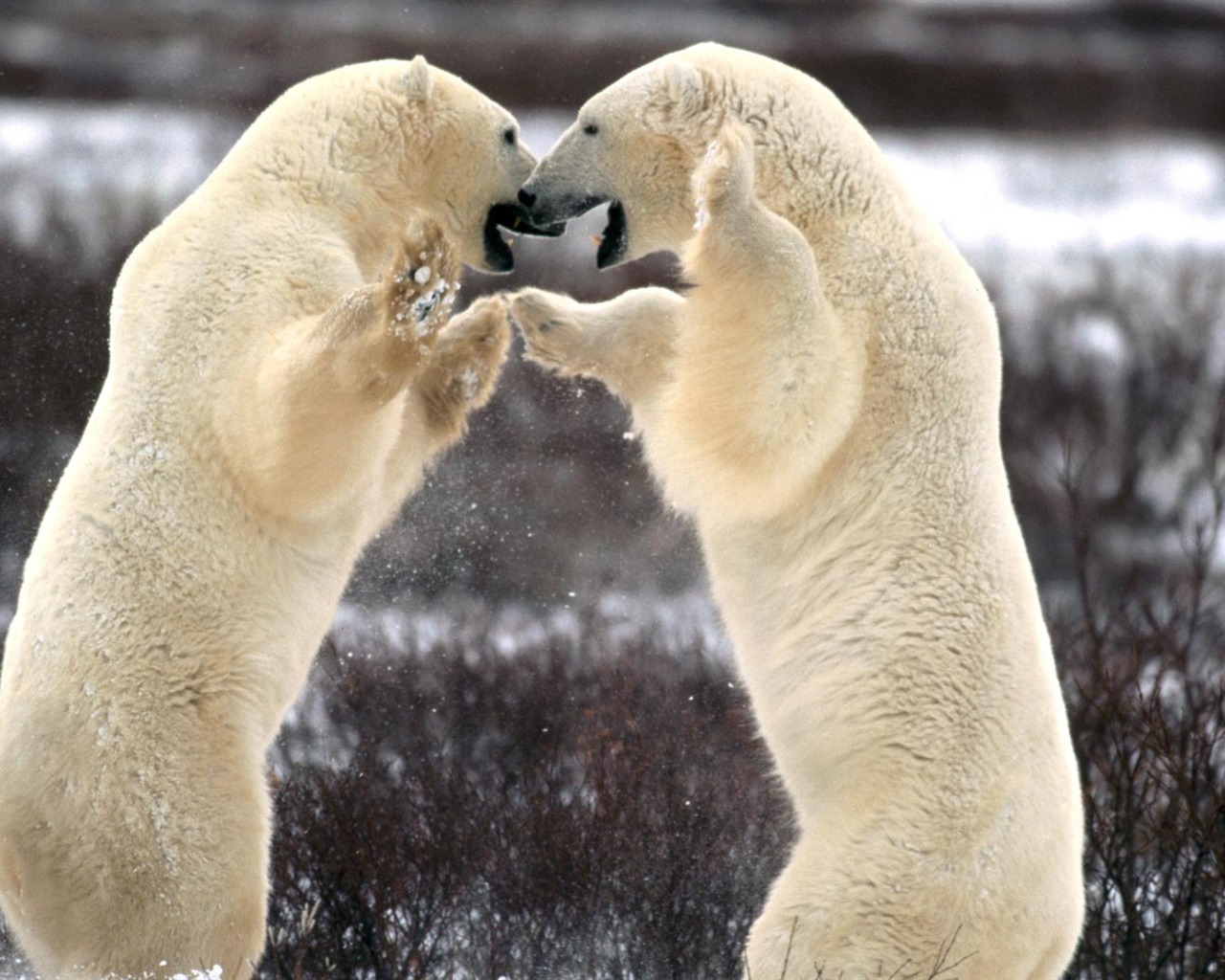 北极熊写真壁纸5 - 1280x1024