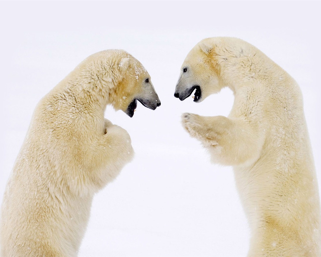 El oso polar Foto Wallpaper #6 - 1280x1024