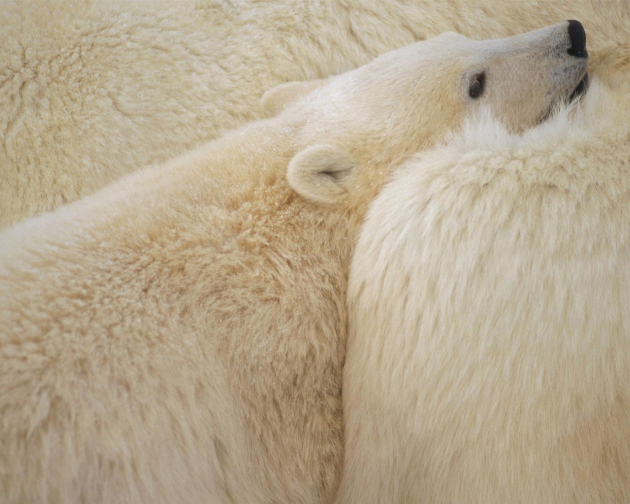 Polar Bear Photo Wallpaper #7 - 1280x1024