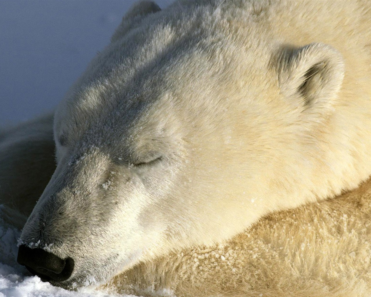 El oso polar Foto Wallpaper #8 - 1280x1024
