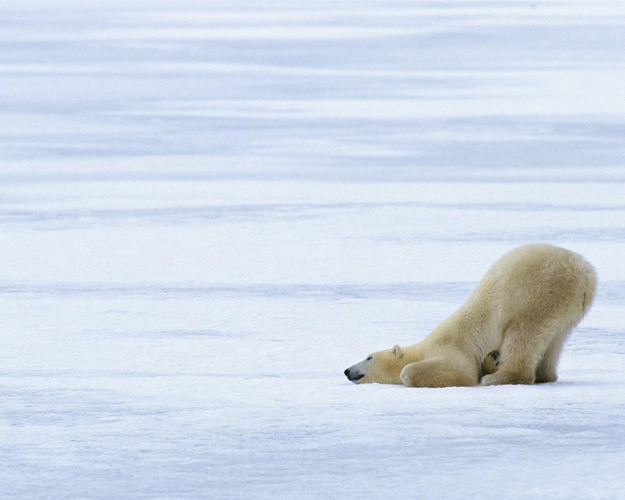 Polar Bear Photo Wallpaper #9 - 1280x1024