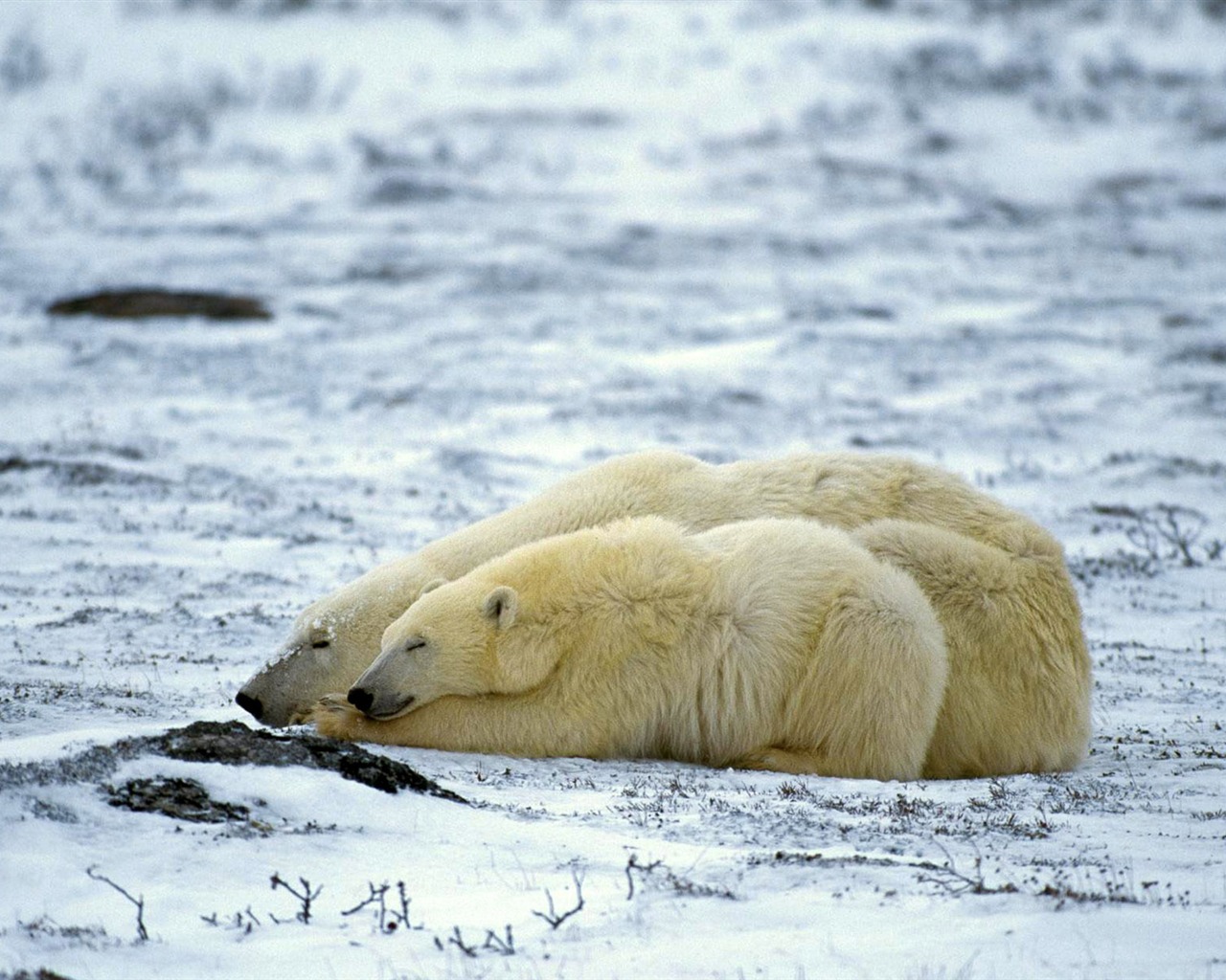 El oso polar Foto Wallpaper #10 - 1280x1024