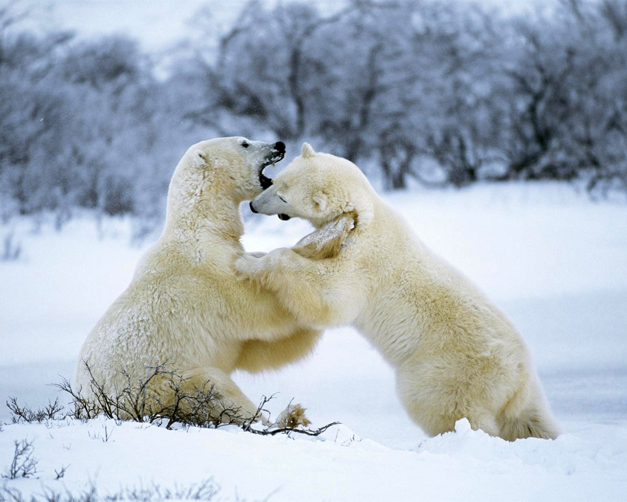 Polar Bear Photo Wallpaper #11 - 1280x1024