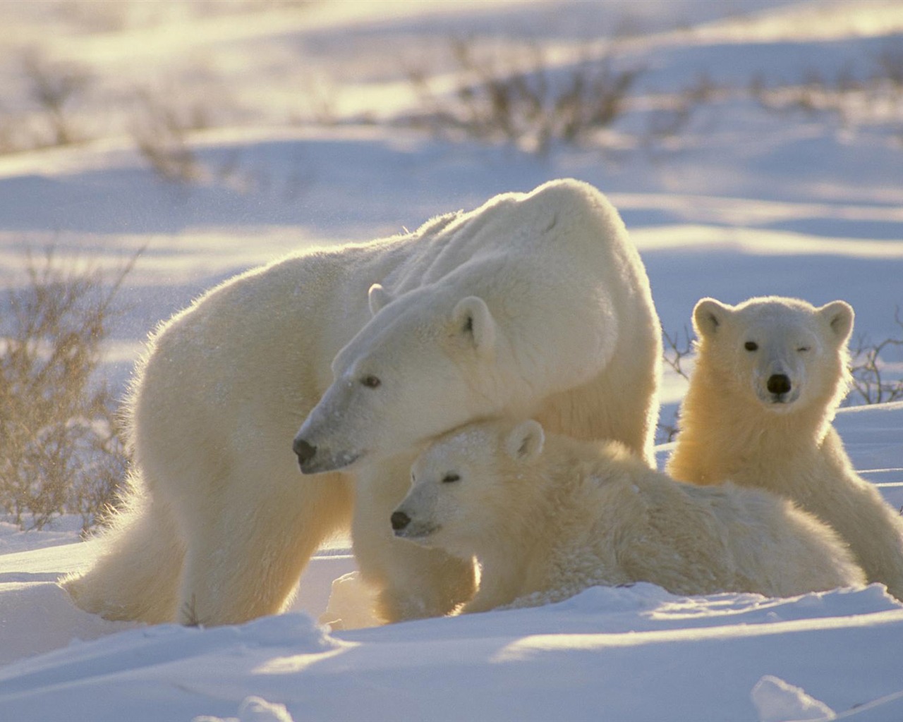 Polar Bear Photo Wallpaper #12 - 1280x1024