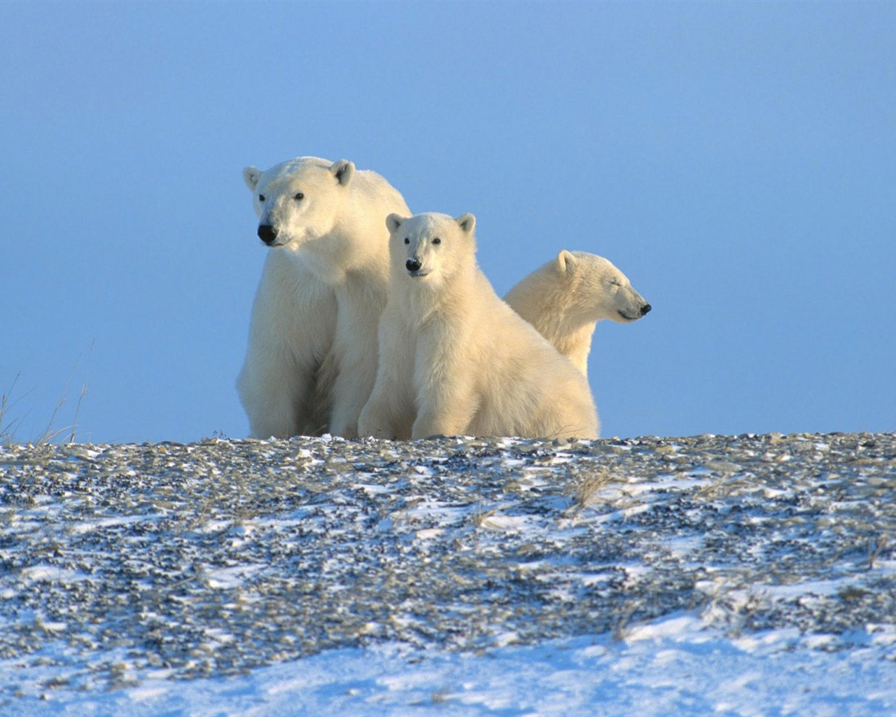 El oso polar Foto Wallpaper #13 - 1280x1024