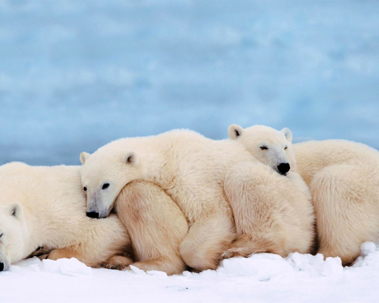 Polar Bear Photo Wallpaper #14 - 1280x1024
