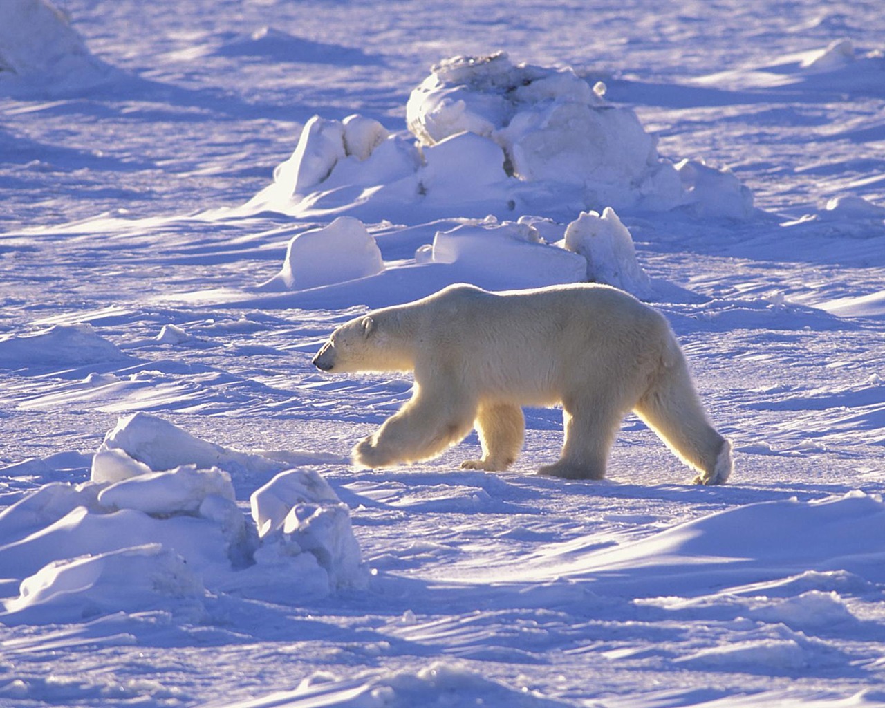 Polar Bear Photo Wallpaper #15 - 1280x1024