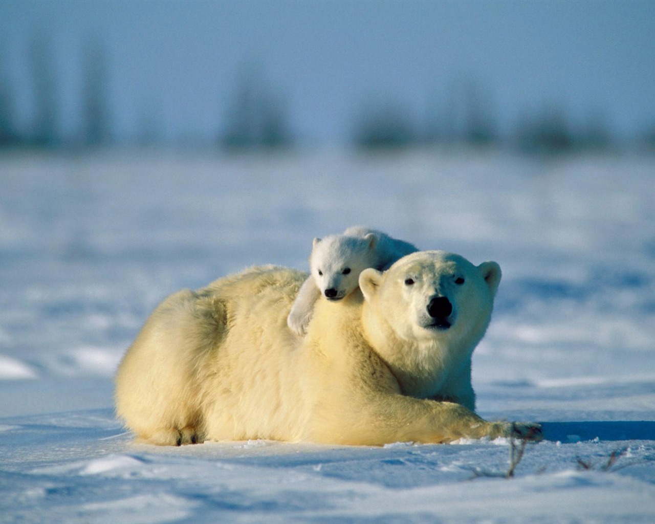 Polar Bear Photo Wallpaper #16 - 1280x1024