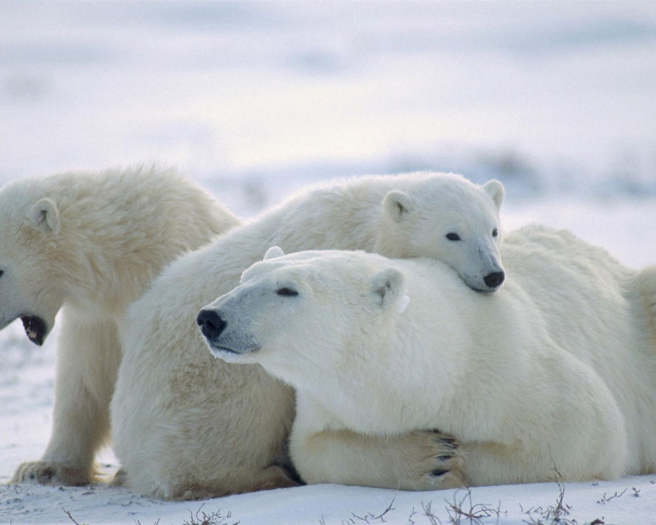 北极熊写真壁纸17 - 1280x1024