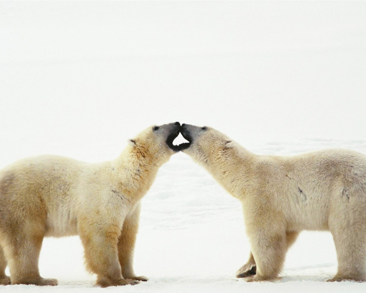 Polar Bear Photo Wallpaper #19 - 1280x1024
