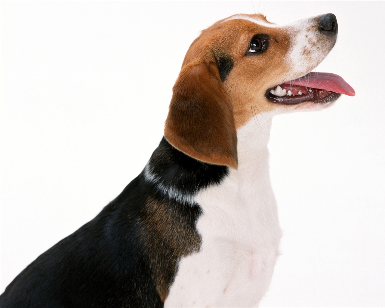 1600 dog photo wallpaper (1) #11 - 1280x1024