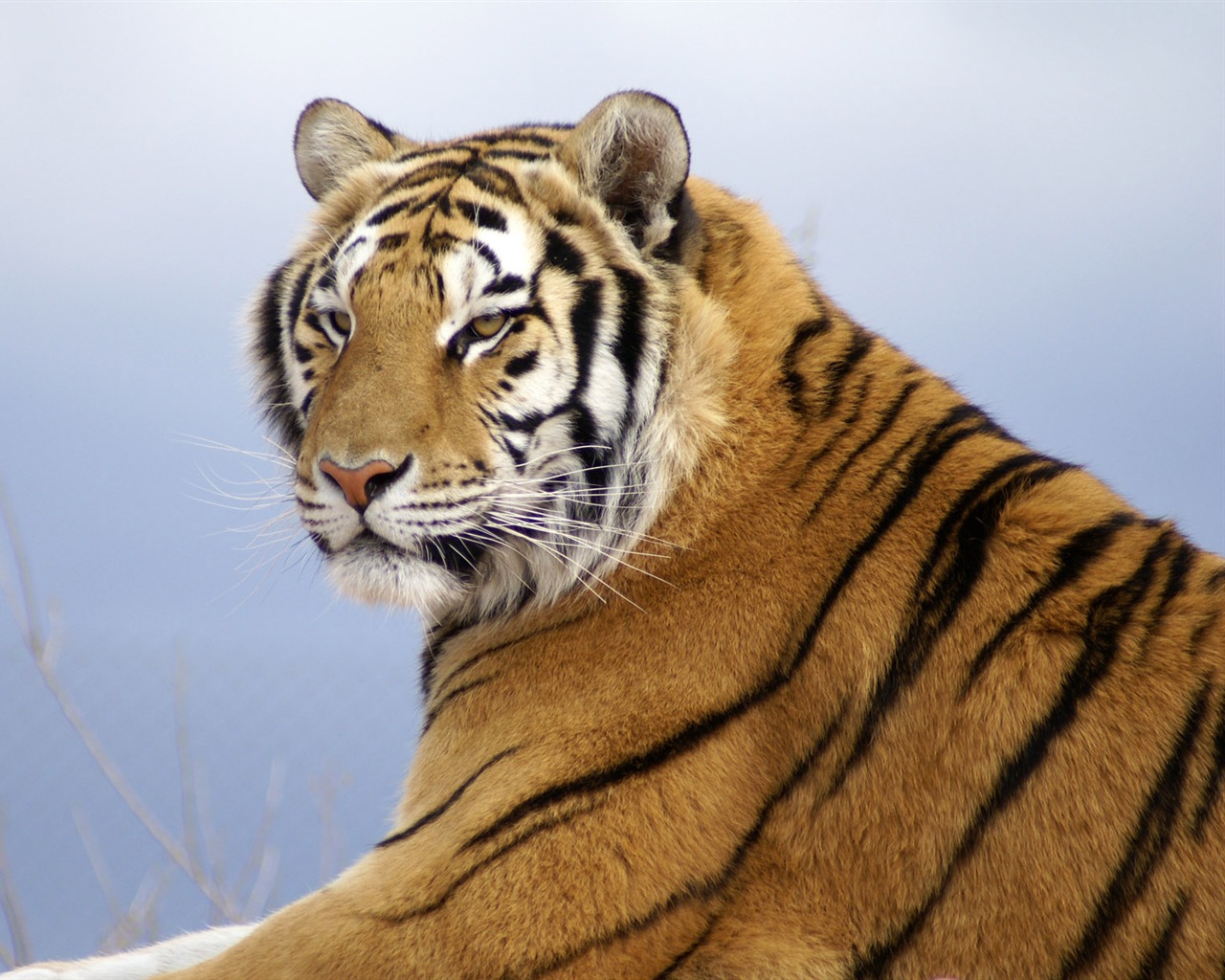 Tiger Фото обои (4) #2 - 1280x1024
