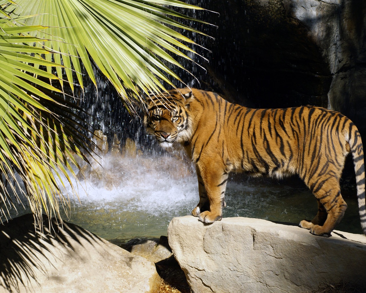 Tiger Фото обои (4) #3 - 1280x1024
