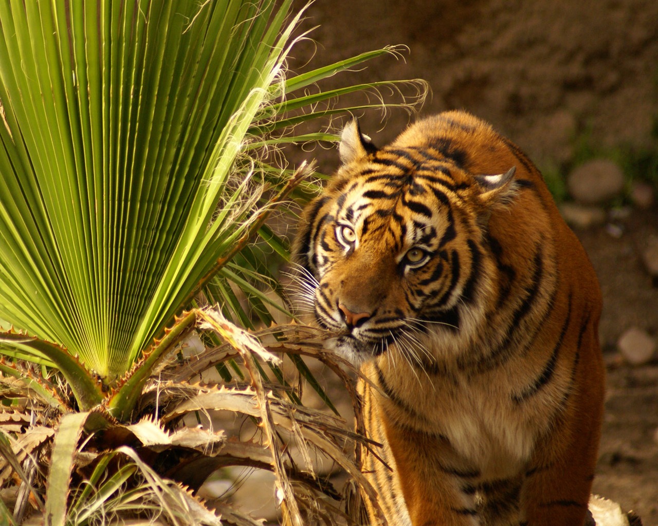 Tiger Фото обои (4) #4 - 1280x1024