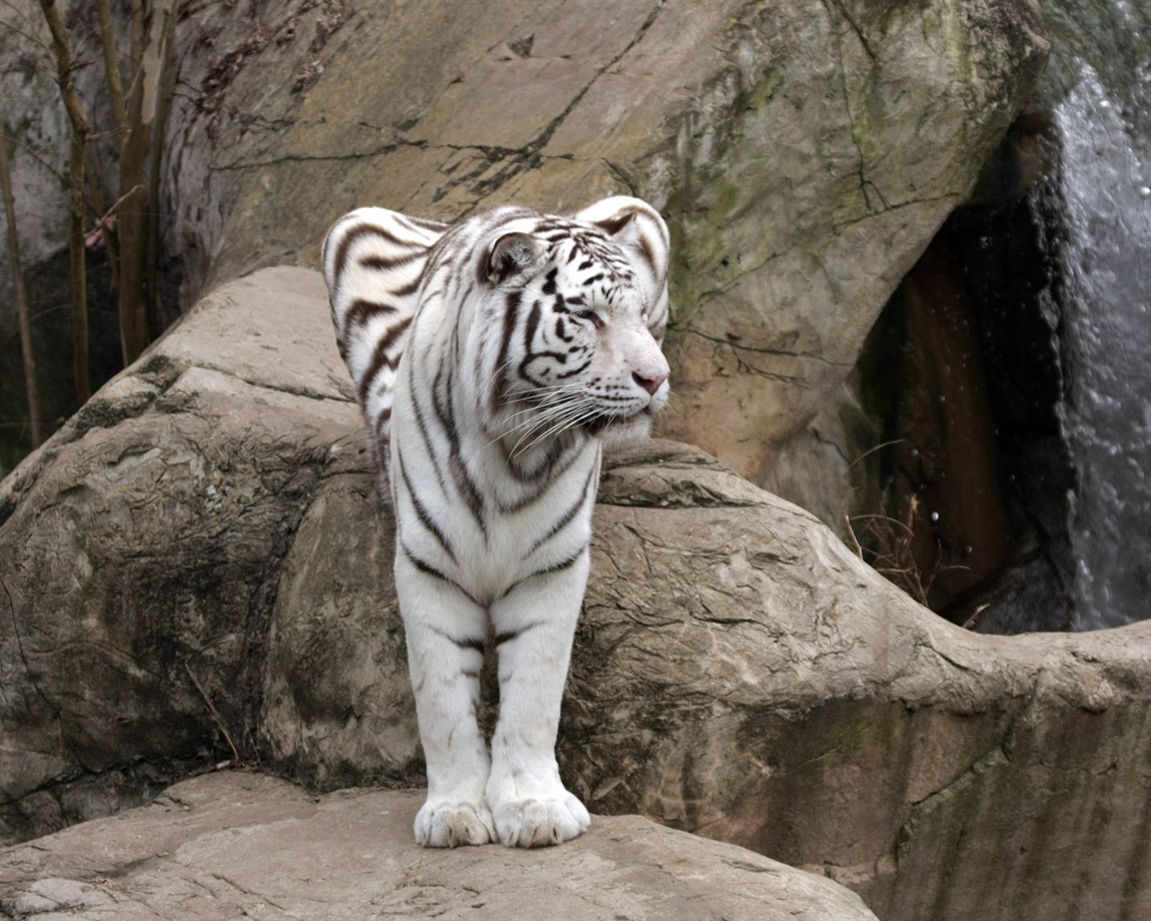 Tiger Фото обои (4) #5 - 1280x1024