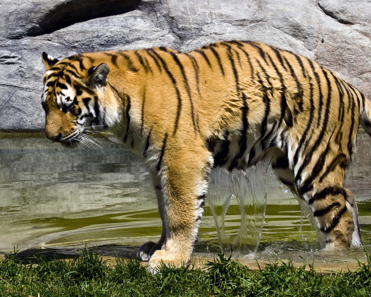 Tiger Фото обои (4) #6 - 1280x1024