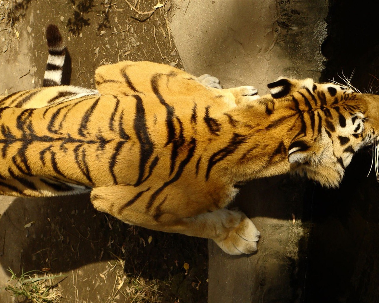 Tiger Фото обои (4) #9 - 1280x1024