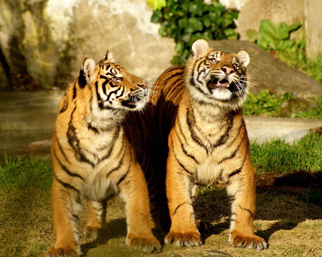 Tiger Фото обои (4) #10 - 1280x1024