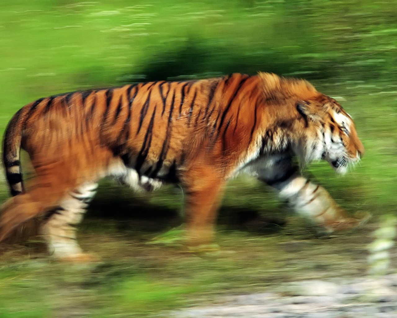 Tiger Photo Wallpaper (4) #11 - 1280x1024
