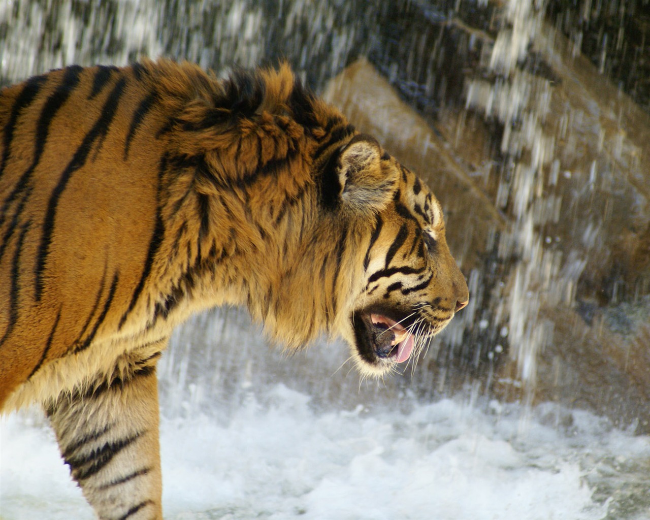 Tiger Фото обои (4) #12 - 1280x1024
