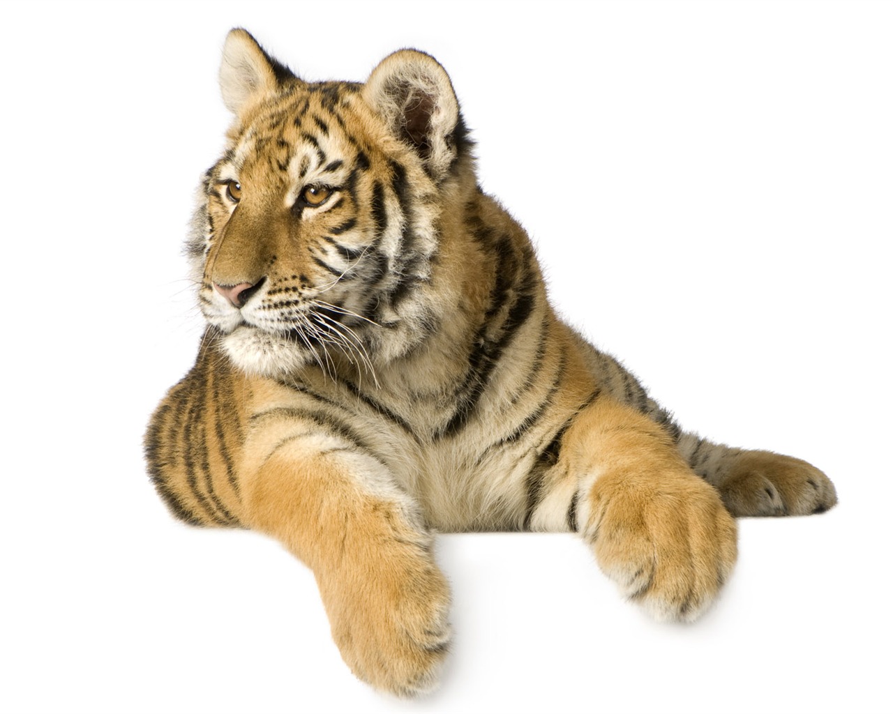 Tiger Фото обои (4) #13 - 1280x1024
