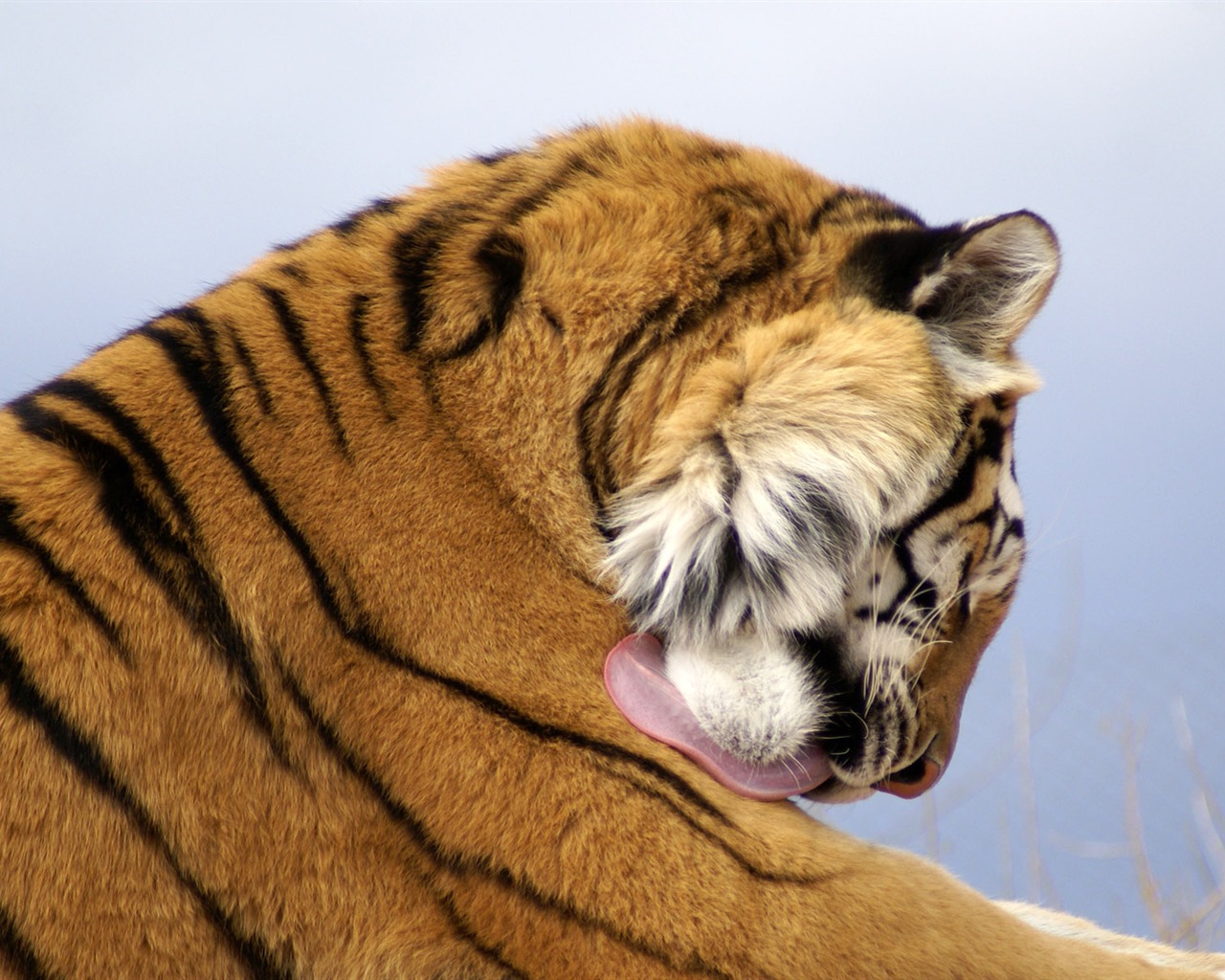 Tiger Фото обои (4) #15 - 1280x1024