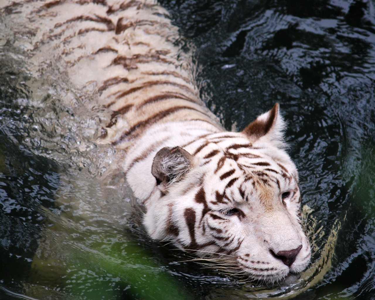 Tiger Фото обои (4) #18 - 1280x1024