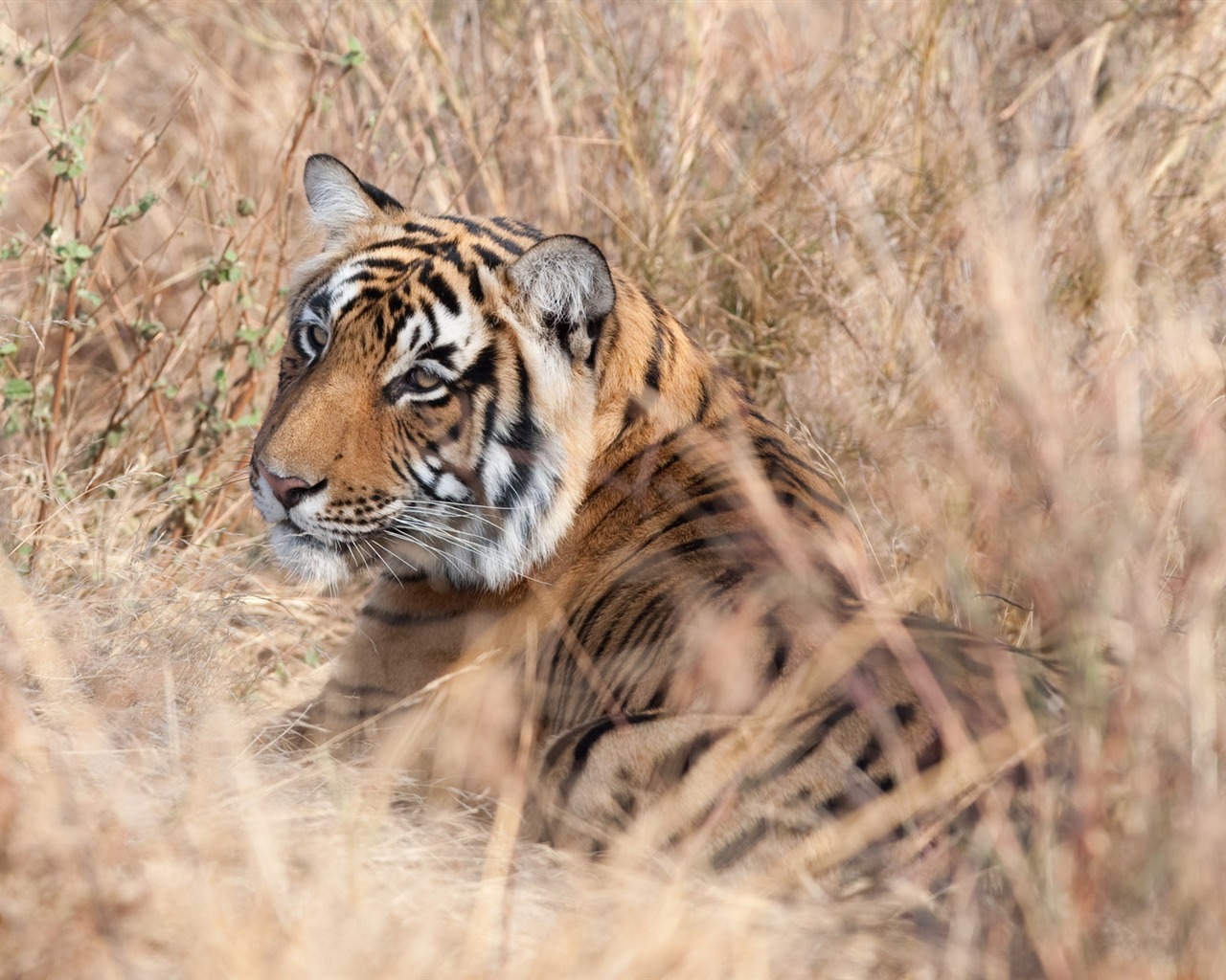 Tiger Фото обои (4) #19 - 1280x1024
