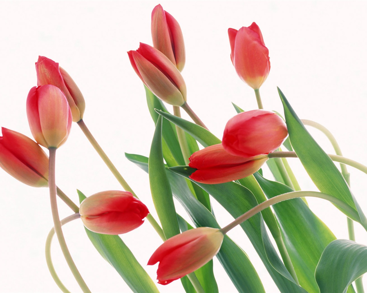 Tulip Широкоэкранные обои #16 - 1280x1024