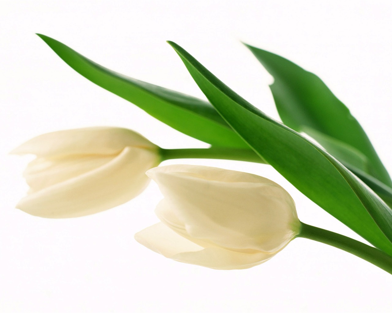 Tulip Widescreen Wallpaper #20 - 1280x1024