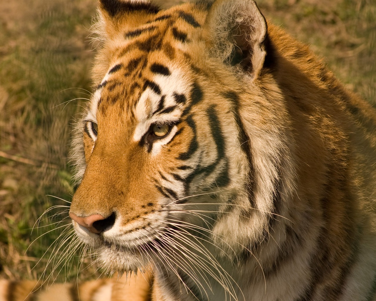 Tiger Foto tapety (5) #1 - 1280x1024