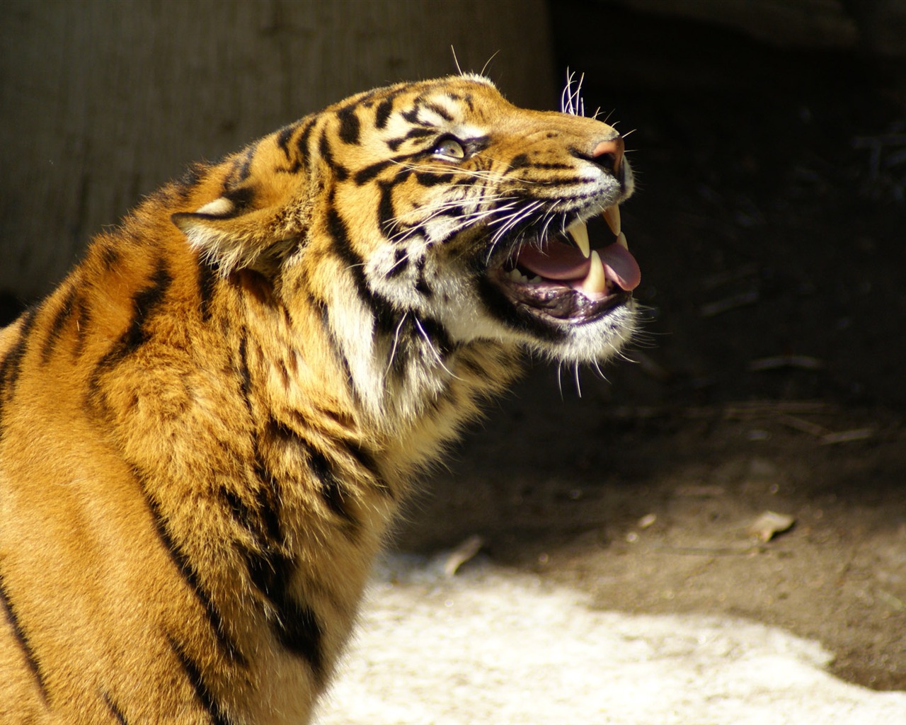 Fond d'écran Tiger Photo (5) #4 - 1280x1024