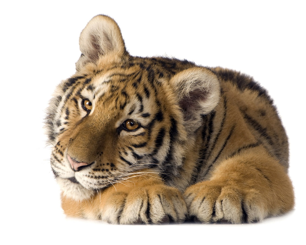 Fond d'écran Tiger Photo (5) #8 - 1280x1024