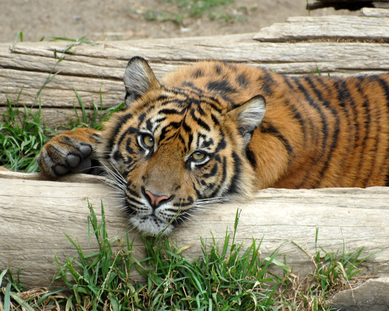 Fond d'écran Tiger Photo (5) #10 - 1280x1024