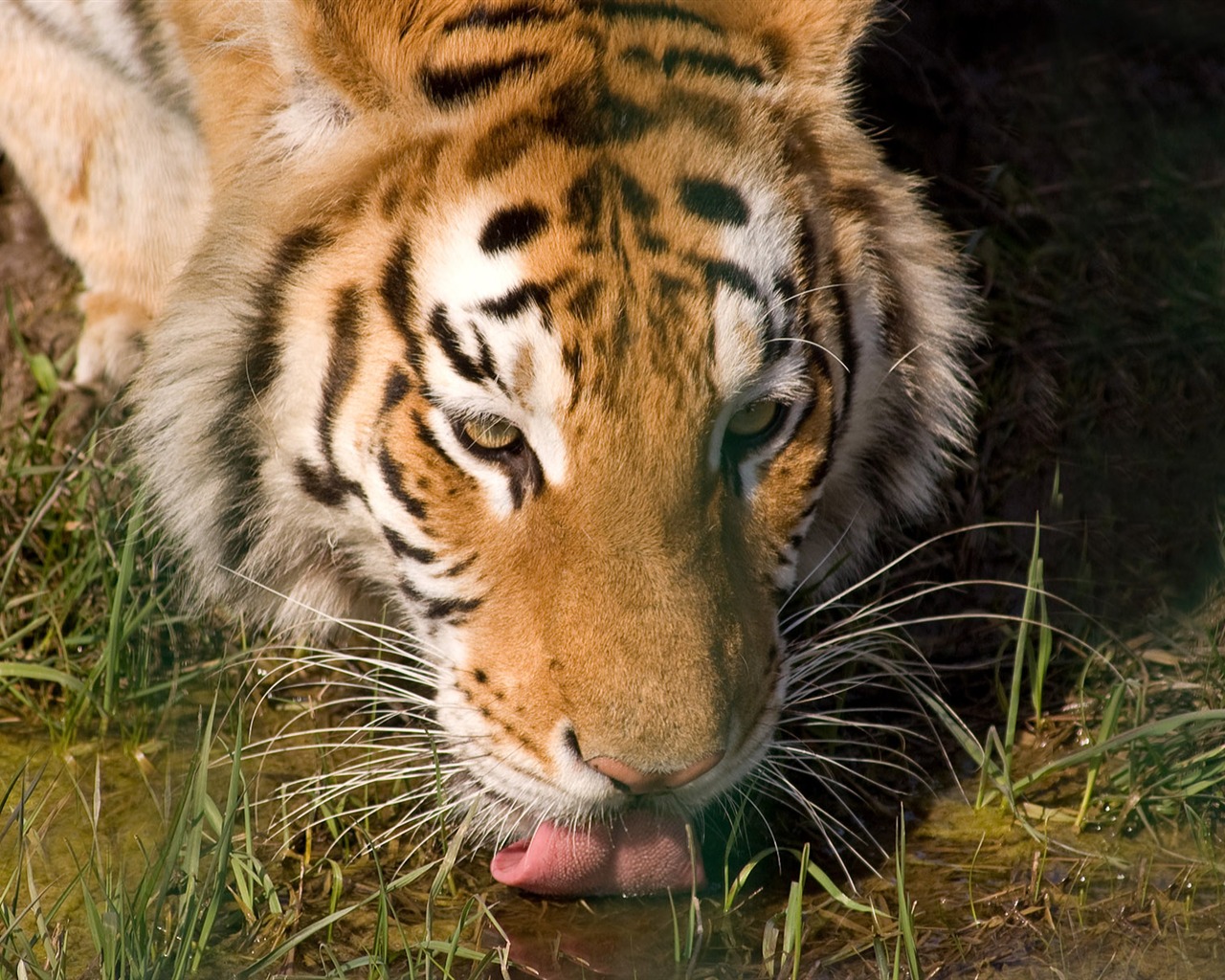 Tiger Foto tapety (5) #11 - 1280x1024