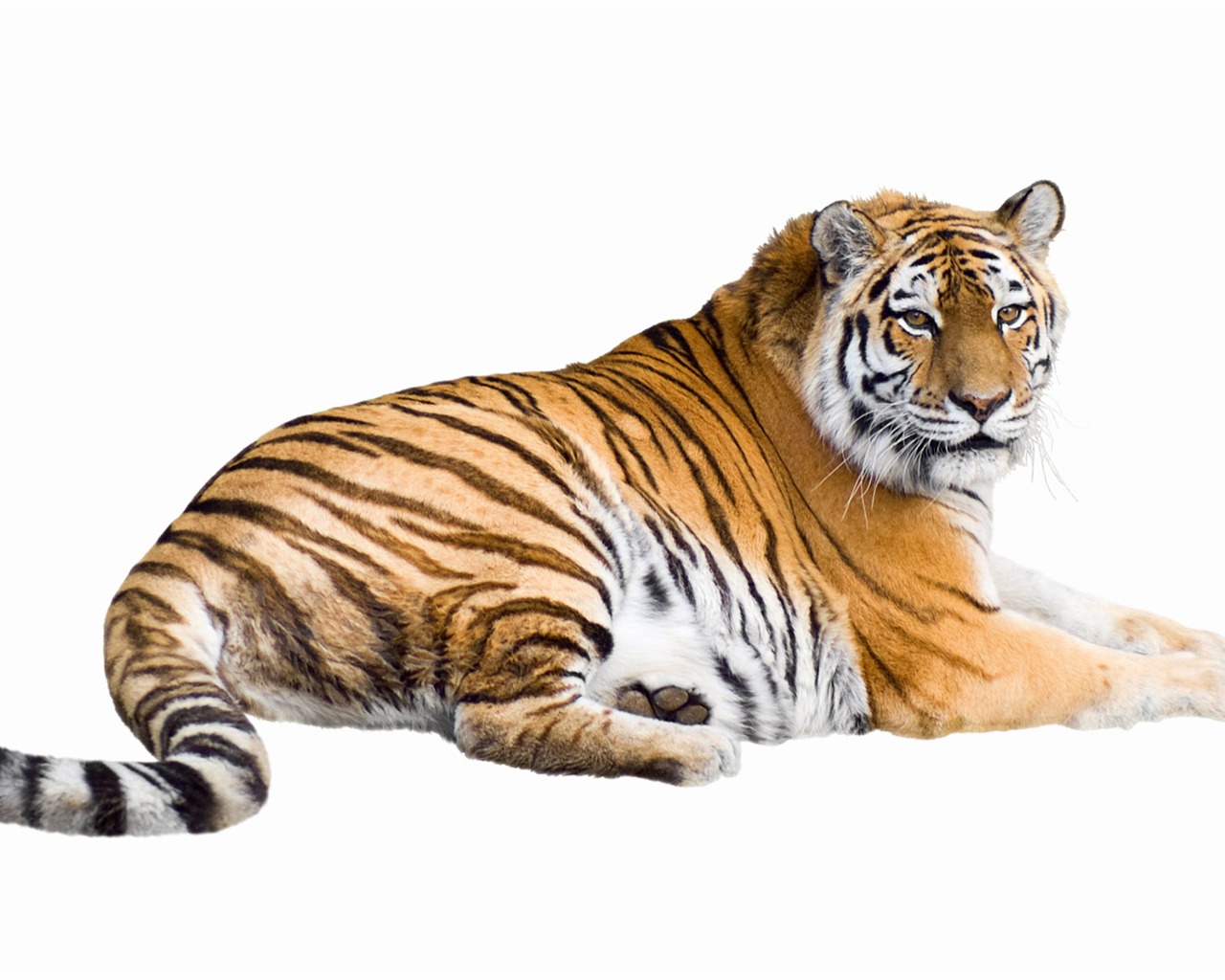 Foto Wallpaper Tigre (5) #13 - 1280x1024