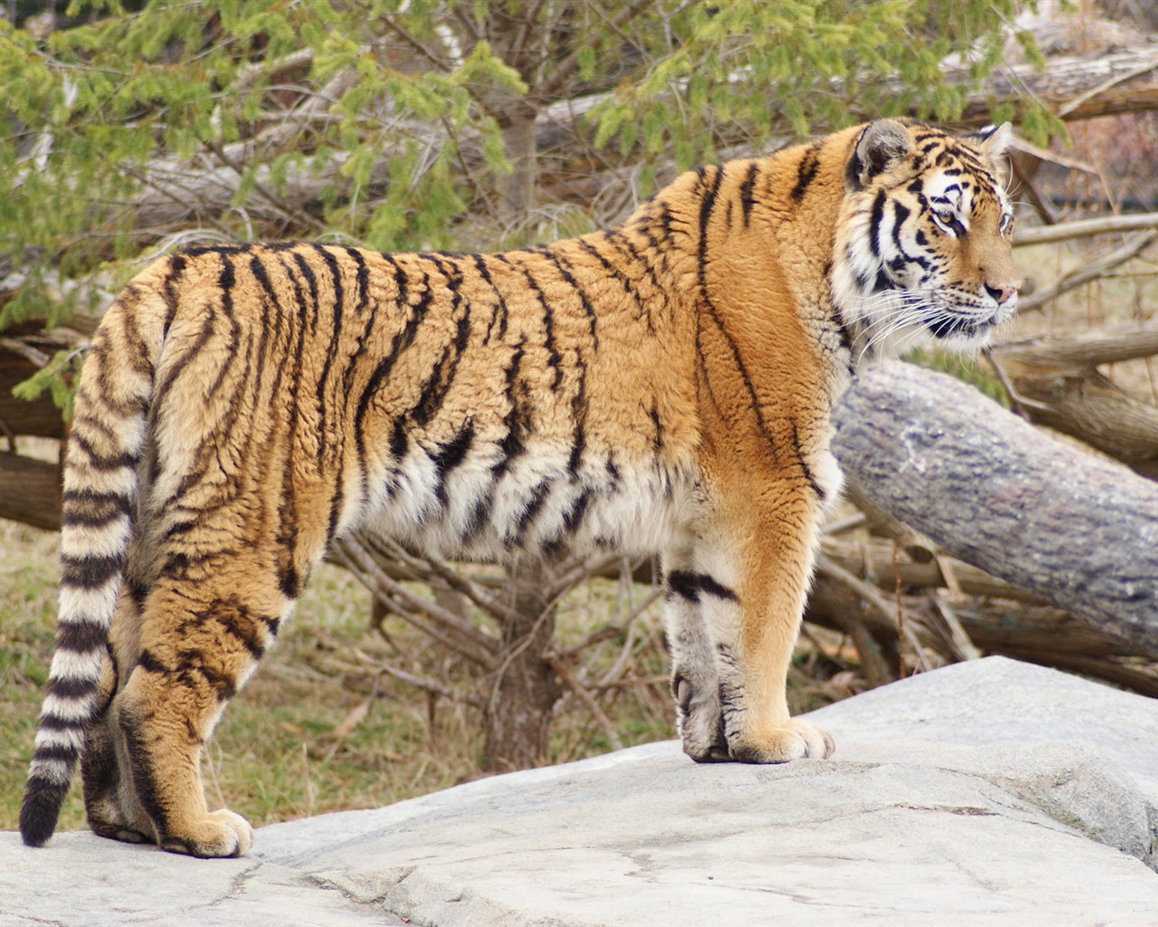 Fond d'écran Tiger Photo (5) #15 - 1280x1024