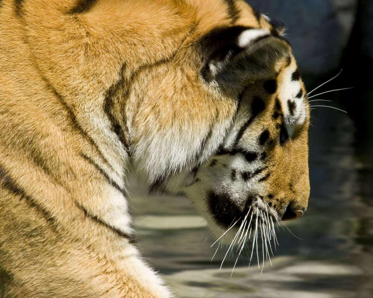 Tiger Foto tapety (5) #17 - 1280x1024