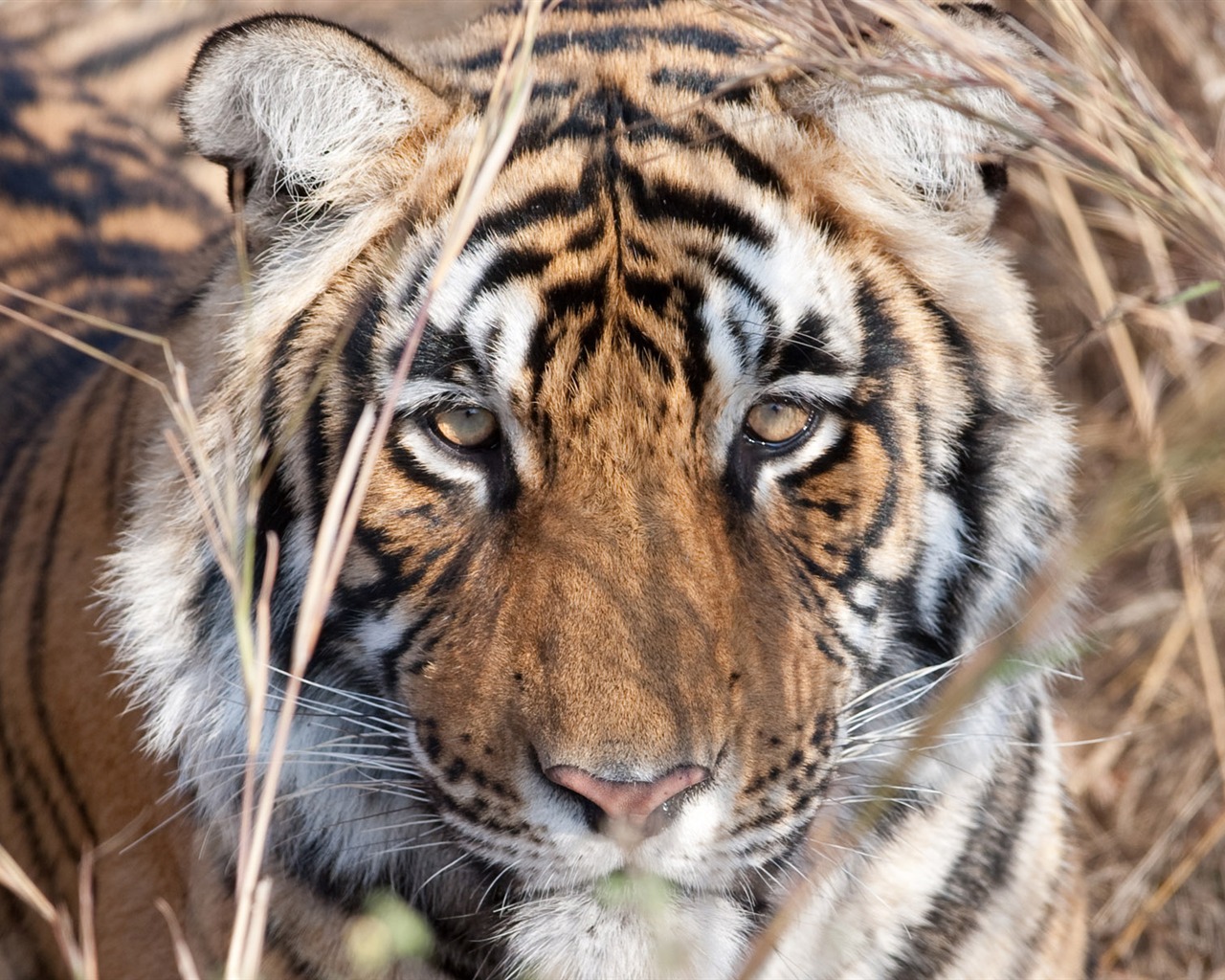 Tiger Foto tapety (5) #18 - 1280x1024