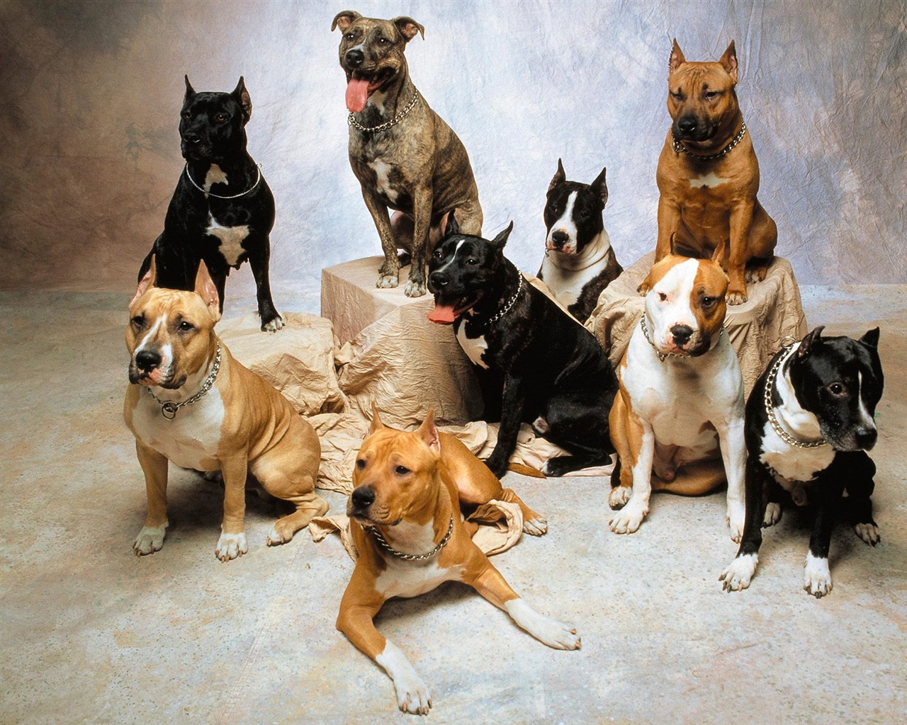  1600犬の写真の壁紙(3) #12 - 1280x1024