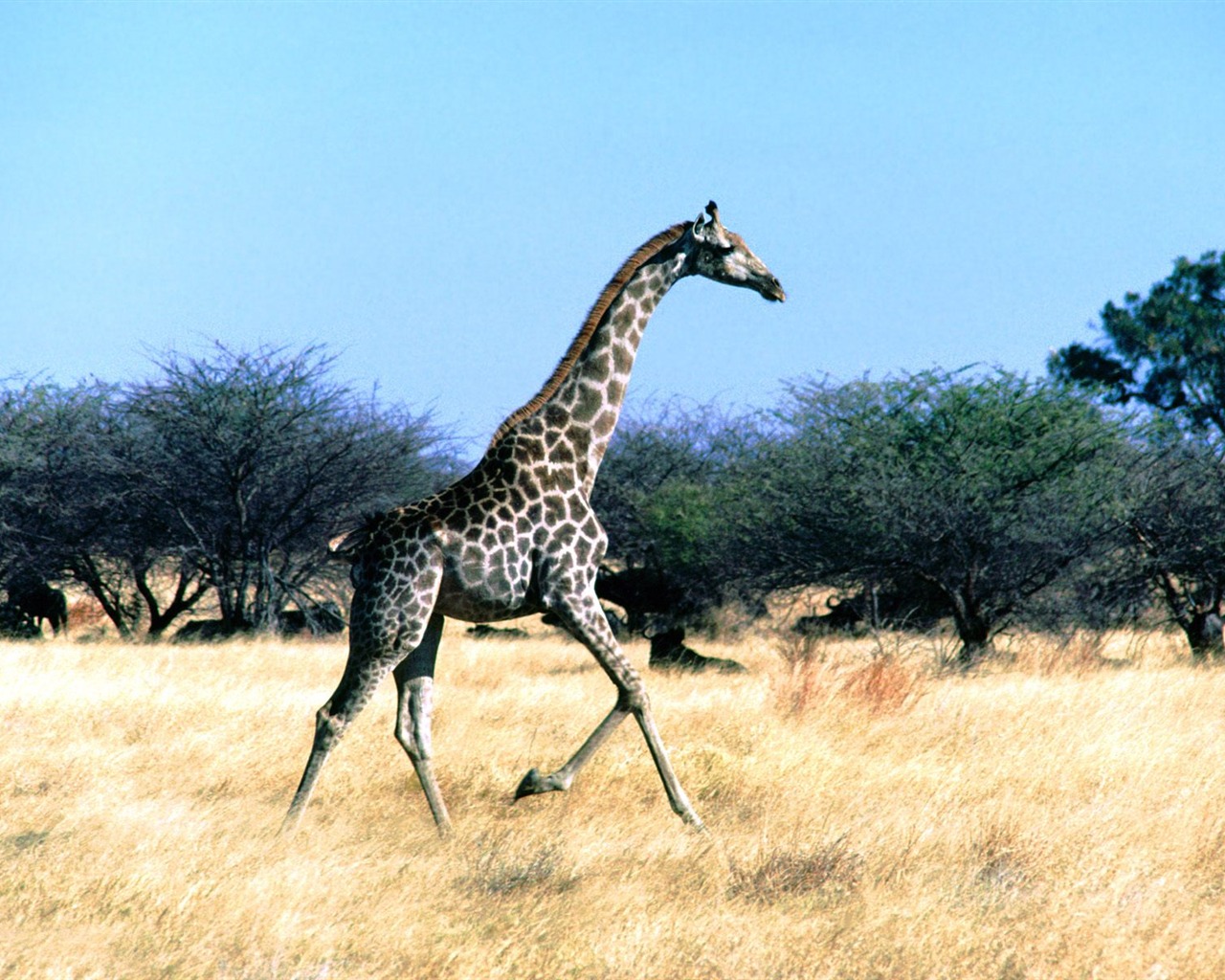 Giraffe wallpaper albums #22 - 1280x1024